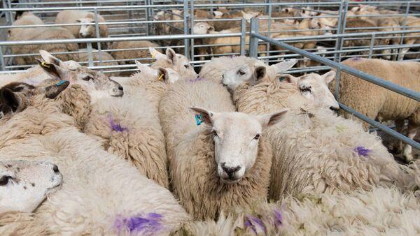30-35c/kg lift for lambs this week